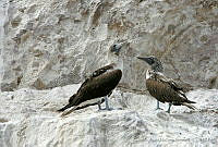 CNS0949 Sula nebouxii.jpg