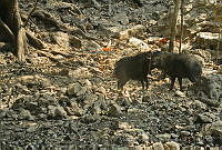 MASM05005 Pecari tajacu.jpg