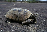 AB0238 Gopherus flavomarginatus.jpg