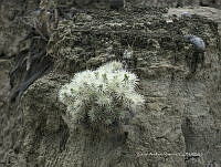 CAR 0020 Cylindropuntia tunicata.jpg