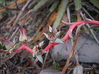 IRR 0391 Echeveria.jpg