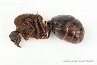 IMDOC3421 Atta mexicana.jpg