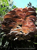 BFGP001 Trametes versicolor.jpg