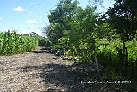 SG019 0274 Zea mays.jpg