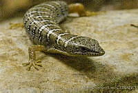 MDL0218 Gerrhonotus parvus.jpg