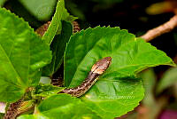 PM0143 Hypsiglena torquata.jpg