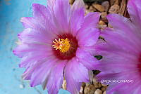 3R 01024 Thelocactus conothelos.tif