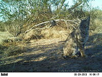 EPRM021 Lynx rufus.jpg