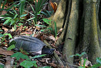 LGSV009 Staurotypus triporcatus.jpg
