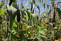 IMDOC4238 Zea mays.jpg