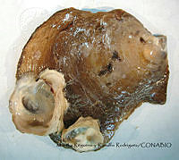 MRyRR186 Isognomon alatus.jpg