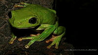 CAMH0015 Agalychnis dacnicolor.jpg