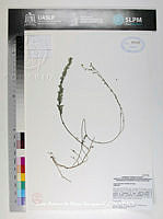 JAdNV0464 Linum tenellum.JPG