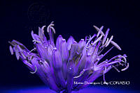 MN6PyH0113 Flores del agave.jpg