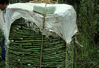 EHX0423 Opuntia sp..JPG