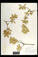 101802 Quercus grisea.jpg