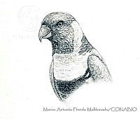 MAPM1205 Trichoglossus haematodus rubritorquis.jpg