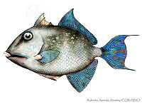 RAA0017 Balistes capriscus.jpg