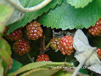 ZG007 0167 Opuntia ficus-indica Rubus ulimifolius.jpg