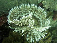 HPE019 Sabellastarte sp..jpg