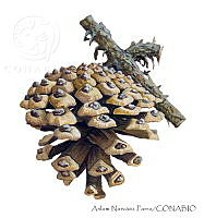 ANP0352 Pinus teocote.jpg