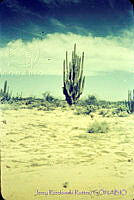 3184 Sonora, México.jpg