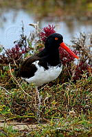 VOAP0096 Haematopus palliatus.jpg