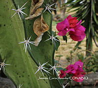 MN6PyH0053 Acanthocereus tetragonus.jpg