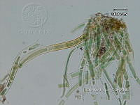 KT016 0046 Scytonematopsis sp..jpg