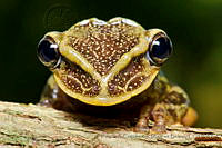 FCMB018 Triprion petasatus.jpg