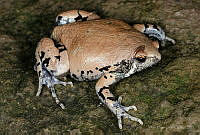 VHL0489 Hypopachus variolosus.jpg