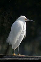 MGaves 3036 Egretta thula.jpg