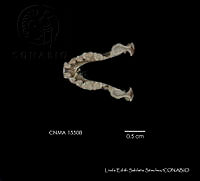 LESS 0141 Artibeus jamaicensis triomylus.JPG