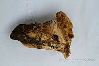 ZAPF 0655 Turbinellus kauffmanii.jpg