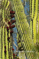 3R 00879 Carnegiea gigantea.tif