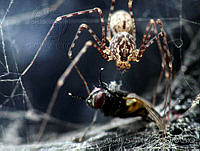 LASL0107 Scytodes globula.jpg