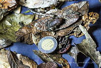 MASM08189 Eleutherodactylus sp.jpg