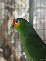 CGL0127 Amazona autumnalis.jpg