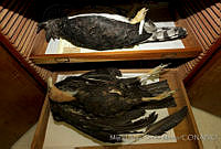 MASM04543 Cathartes aura, Harpia harpyja.jpg