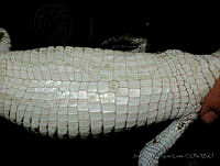 JDL0226 Crocodylus moreletii.jpg