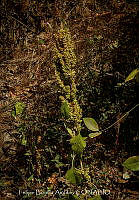 FBA1445 Phaseolus.jpg