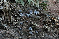 MASM01391 Echeveria laui.jpg