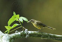 MASM08124 Turdus grayi.jpg