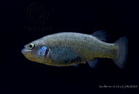 IMDOC2272 Characodon audax.jpg