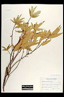 102090 Quercus viminea.jpg