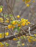 OTVHK040-884 Senna atomaria.TIF