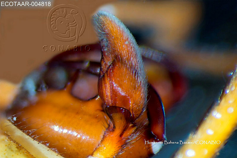 ME006%20ara%C3%B1a%200155%20Megalostrata%20raptor.jpg.rSe9oof Mbn9R8dhQA3g0JtbmFja29CbnFuZ3NAbXJ6LGtwZwA.gPUN6emjHp