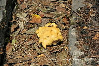 LCF0455 Cantharellus sp..jpg