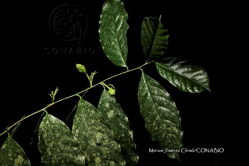Hueyap%200202%20Oecopetalum%20mexicanum%20Greenm.%20&%20C.H.%20Thomps..jpg.nSjjoMP1MYlvk0VjQA3g0JtbmFja29CbnFuZ3NAbXJ6LGtwZwA.U79foI3QUe