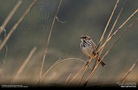 Gorrión Serrano.jpg